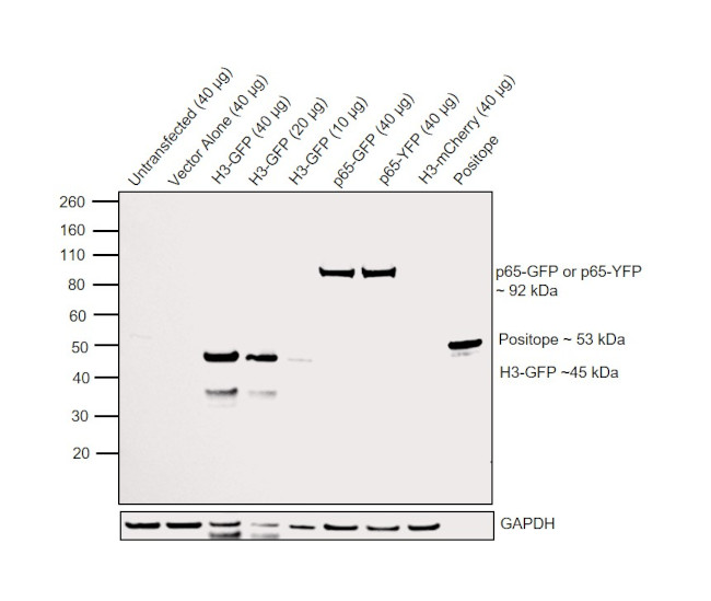 GFP Antibody