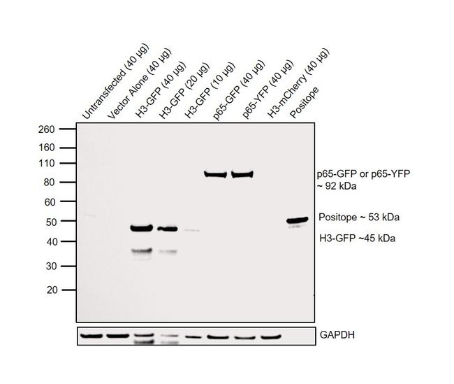 GFP Antibody in Western Blot (WB)