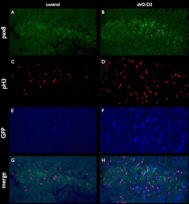 GFP Antibody in Immunohistochemistry (IHC)