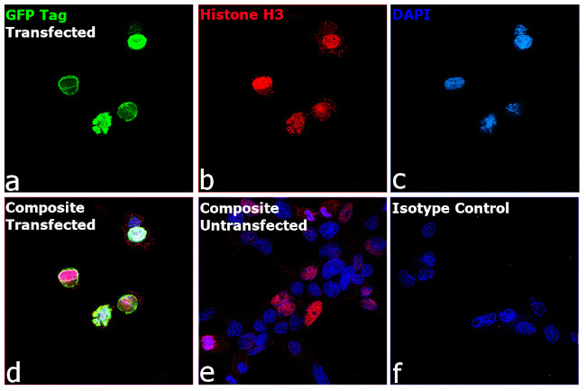 GFP Antibody in Immunocytochemistry (ICC/IF)