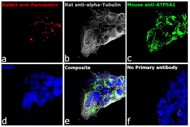 Mouse IgG (H+L) Highly Cross-Adsorbed Secondary Antibody in Immunocytochemistry (ICC/IF)