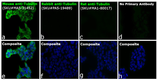 Mouse IgG (H+L) Highly Cross-Adsorbed Secondary Antibody in Immunocytochemistry (ICC/IF)