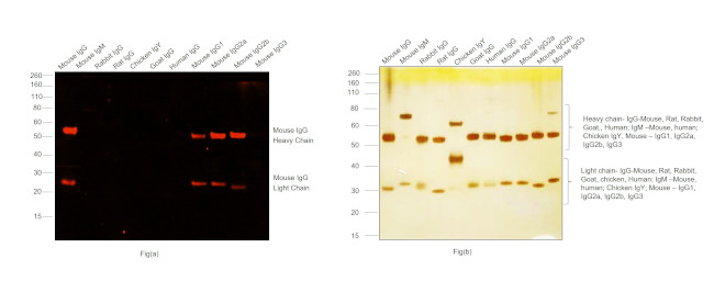 Mouse IgG (H+L) Highly Cross-Adsorbed Secondary Antibody