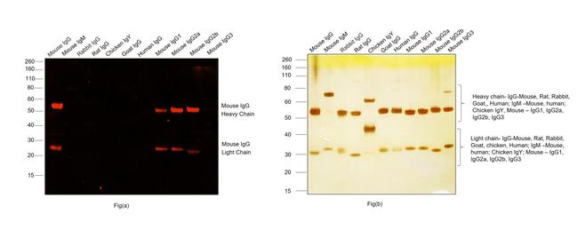 Mouse IgG (H+L) Highly Cross-Adsorbed Secondary Antibody in Western Blot (WB)