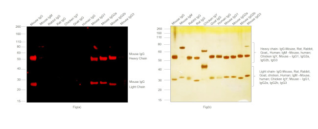 Mouse IgG (H+L) Highly Cross-Adsorbed Secondary Antibody