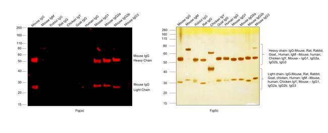 Mouse IgG (H+L) Highly Cross-Adsorbed Secondary Antibody in Western Blot (WB)