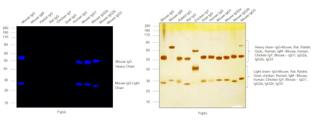 Mouse IgG (H+L) Highly Cross-Adsorbed Secondary Antibody