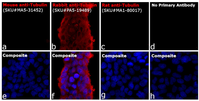 Rabbit IgG (H+L) Highly Cross-Adsorbed Secondary Antibody in Immunocytochemistry (ICC/IF)