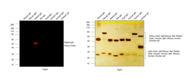 Rabbit IgG (H+L) Highly Cross-Adsorbed Secondary Antibody in Western Blot (WB)