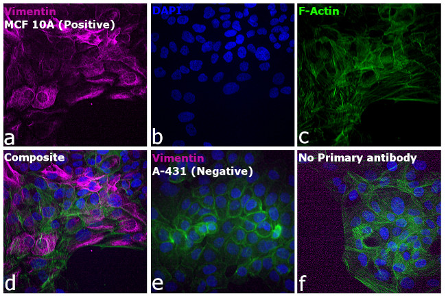 Rabbit IgG (H+L) Highly Cross-Adsorbed Secondary Antibody in Immunocytochemistry (ICC/IF)