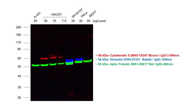 Mouse IgG (H+L) Highly Cross-Adsorbed Secondary Antibody in Western Blot (WB)