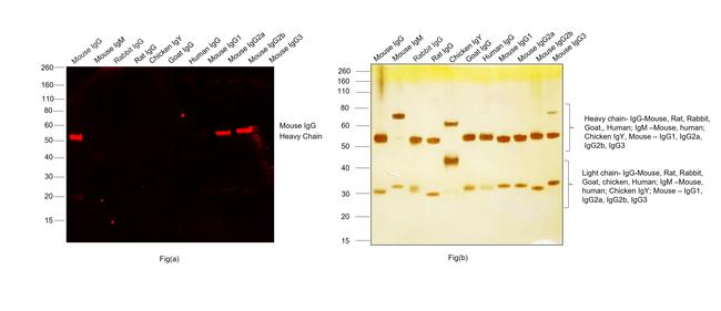 Mouse IgG (H+L) Highly Cross-Adsorbed Secondary Antibody in Western Blot (WB)