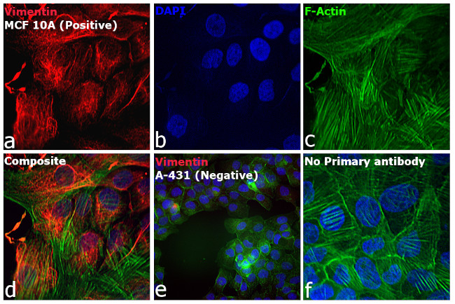 Rabbit IgG (H+L) Highly Cross-Adsorbed Secondary Antibody in Immunocytochemistry (ICC/IF)