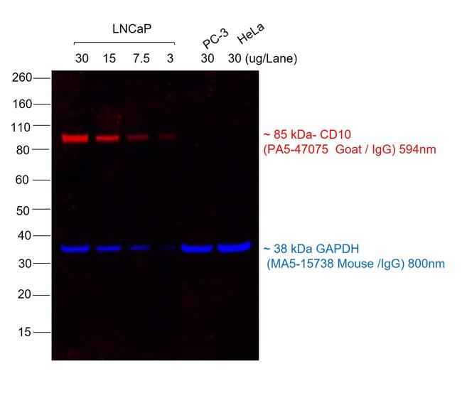 Goat IgG (H+L) Highly Cross-Adsorbed Secondary Antibody in Western Blot (WB)