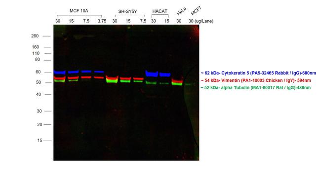 Chicken IgY (H+L) Cross-Adsorbed Secondary Antibody in Western Blot (WB)