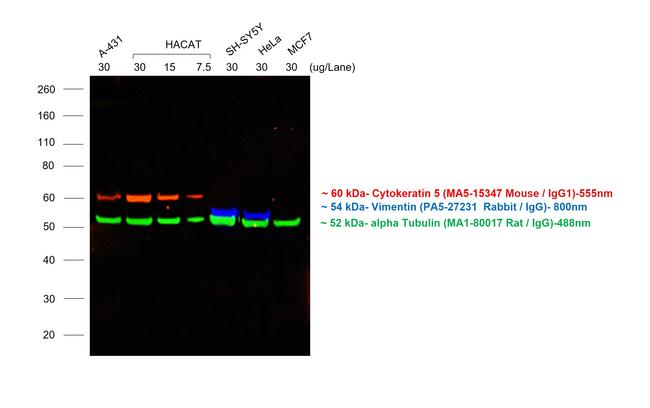 Mouse IgG (H+L) Highly Cross-Adsorbed Secondary Antibody in Western Blot (WB)
