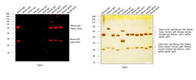 Mouse IgG (H+L) Highly Cross-Adsorbed Secondary Antibody in Western Blot (WB)