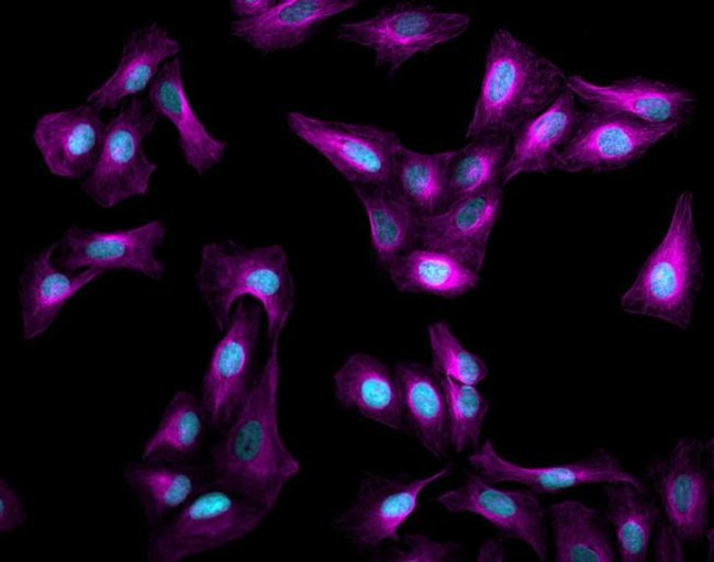 Mouse IgG (H+L) Highly Cross-Adsorbed Secondary Antibody in Immunocytochemistry (ICC/IF)