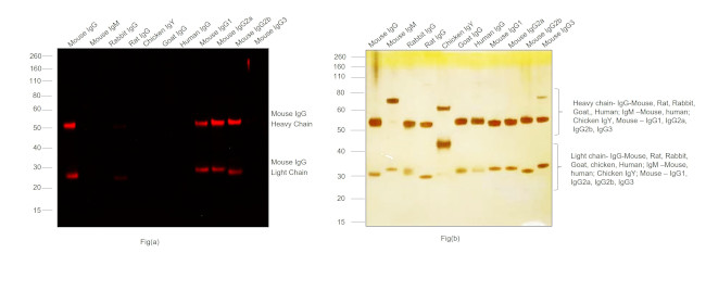 Mouse IgG (H+L) Highly Cross-Adsorbed Secondary Antibody