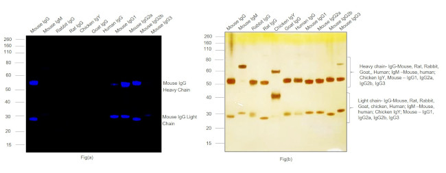 Mouse IgG (H+L) Highly Cross-Adsorbed Secondary Antibody