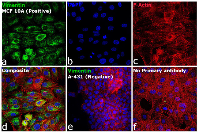 Rabbit IgG (H+L) Highly Cross-Adsorbed Secondary Antibody in Immunocytochemistry (ICC/IF)