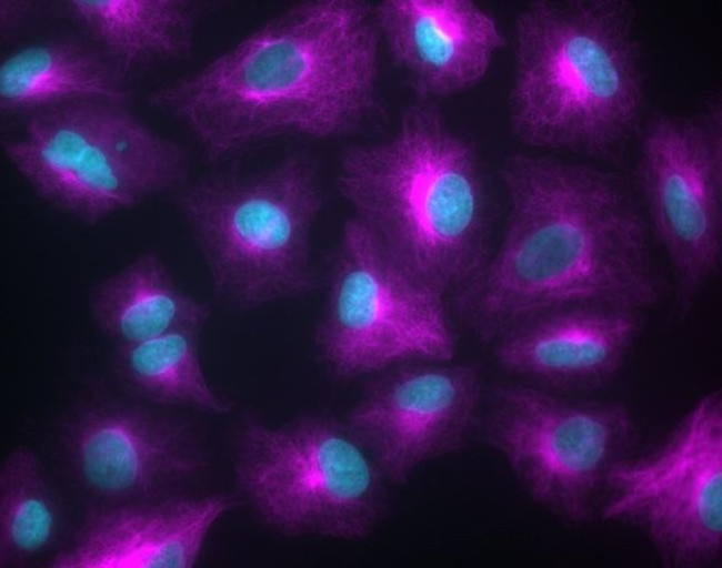 Rabbit IgG (H+L) Highly Cross-Adsorbed Secondary Antibody in Immunocytochemistry (ICC/IF)