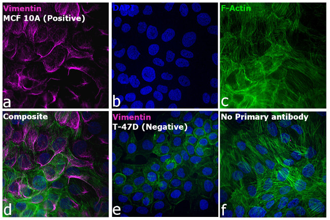 Rabbit IgG (H+L) Highly Cross-Adsorbed Secondary Antibody in Immunocytochemistry (ICC/IF)