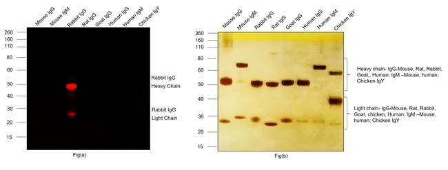 Rabbit IgG (H+L) Highly Cross-Adsorbed Secondary Antibody in Western Blot (WB)