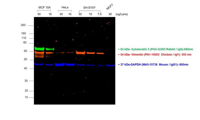 Rabbit IgG (H+L) Highly Cross-Adsorbed Secondary Antibody in Western Blot (WB)