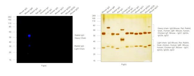 Rabbit IgG (H+L) Highly Cross-Adsorbed Secondary Antibody