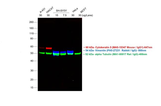 Rabbit IgG (H+L) Highly Cross-Adsorbed Secondary Antibody in Western Blot (WB)