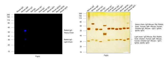 Rabbit IgG (H+L) Highly Cross-Adsorbed Secondary Antibody in Western Blot (WB)