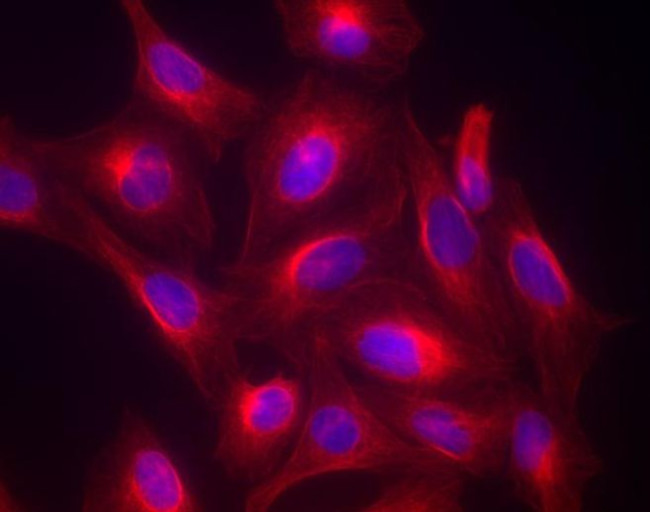 Goat IgG (H+L) Highly Cross-Adsorbed Secondary Antibody in Immunocytochemistry (ICC/IF)