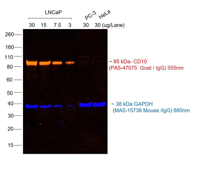 Goat IgG (H+L) Highly Cross-Adsorbed Secondary Antibody in Western Blot (WB)