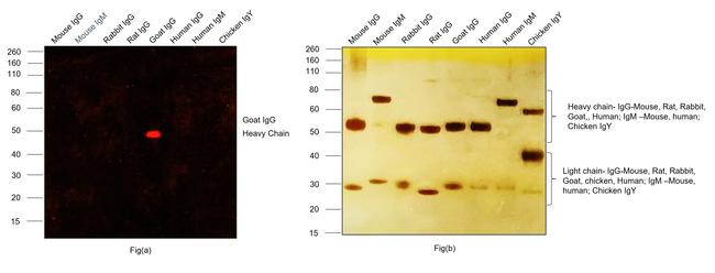 Goat IgG (H+L) Highly Cross-Adsorbed Secondary Antibody in Western Blot (WB)