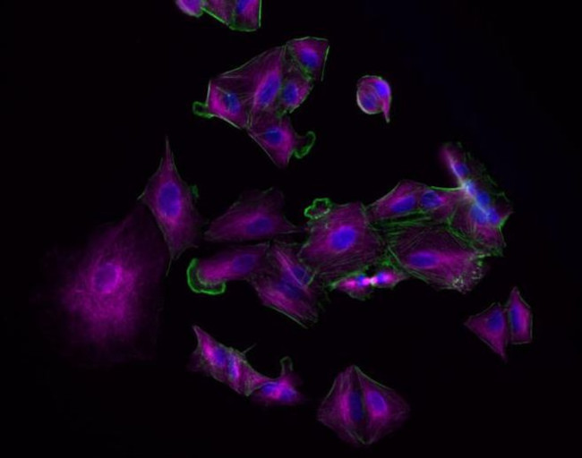 Goat IgG (H+L) Highly Cross-Adsorbed Secondary Antibody in Immunocytochemistry (ICC/IF)