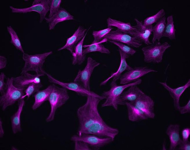 Goat IgG (H+L) Highly Cross-Adsorbed Secondary Antibody in Immunocytochemistry (ICC/IF)