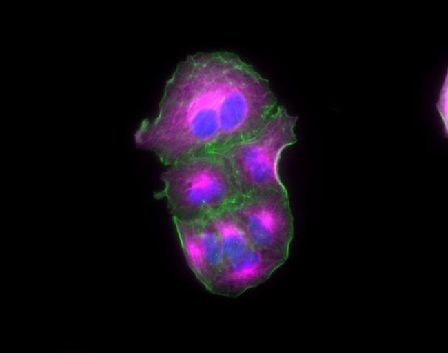 Goat IgG (H+L) Highly Cross-Adsorbed Secondary Antibody in Immunocytochemistry (ICC/IF)