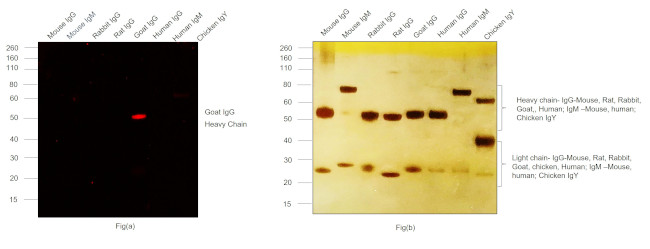 Goat IgG (H+L) Highly Cross-Adsorbed Secondary Antibody