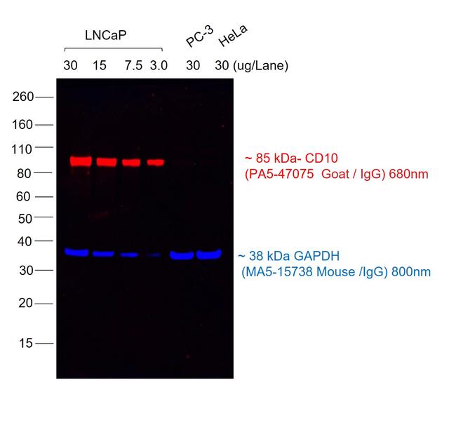 Goat IgG (H+L) Highly Cross-Adsorbed Secondary Antibody in Western Blot (WB)