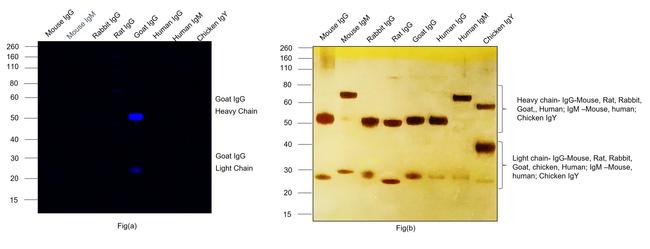 Goat IgG (H+L) Highly Cross-Adsorbed Secondary Antibody in Western Blot (WB)