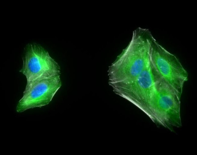 Chicken IgY (H+L) Cross-Adsorbed Secondary Antibody in Immunocytochemistry (ICC/IF)