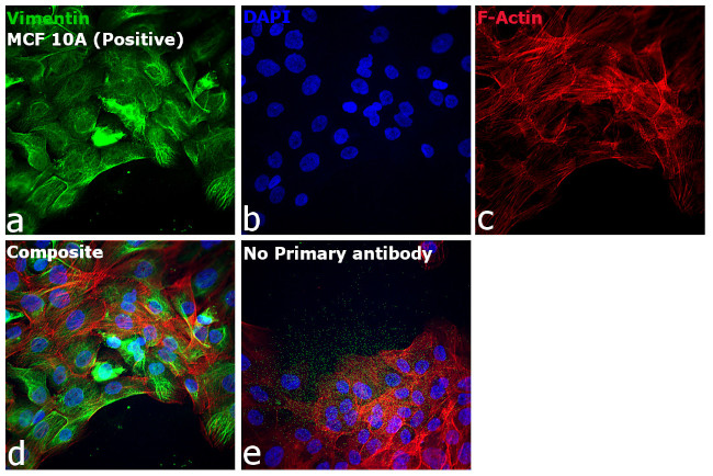 Chicken IgY (H+L) Cross-Adsorbed Secondary Antibody in Immunocytochemistry (ICC/IF)