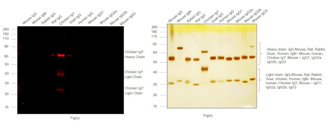 Chicken IgY (H+L) Cross-Adsorbed Secondary Antibody