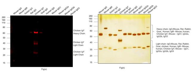 Chicken IgY (H+L) Cross-Adsorbed Secondary Antibody in Western Blot (WB)