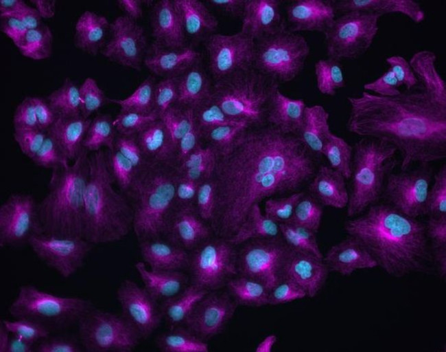 Chicken IgY (H+L) Cross-Adsorbed Secondary Antibody in Immunocytochemistry (ICC/IF)