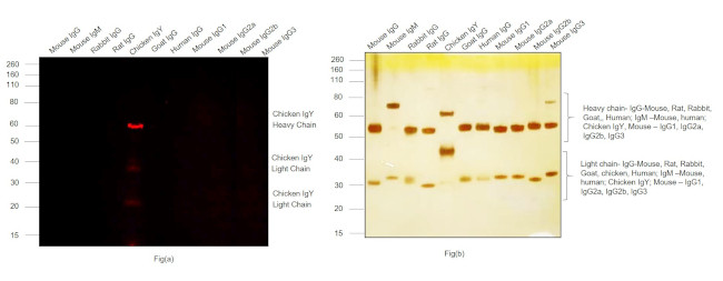 Chicken IgY (H+L) Cross-Adsorbed Secondary Antibody