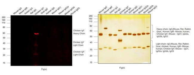 Chicken IgY (H+L) Cross-Adsorbed Secondary Antibody in Western Blot (WB)