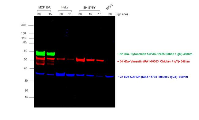 Chicken IgY (H+L) Cross-Adsorbed Secondary Antibody in Western Blot (WB)