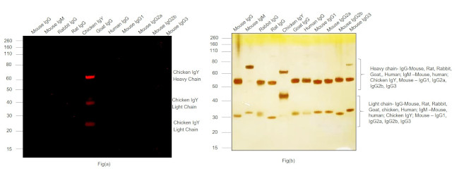 Chicken IgY (H+L) Cross-Adsorbed Secondary Antibody